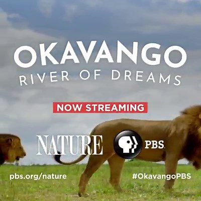 86K views · 619 reactions | The Upper Okavango River is an oasis for an abundance of all-star animals. Join us for an unprecedented journey into this African river world. | Nature | PBS | Facebook