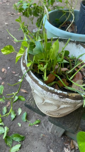 😡If you know me you know I love my flowers. My badddd behind grand babies got scissors and cut it up. Can you say OLD FASHION BEHIND WHOOPING!! | Kimberly Wells