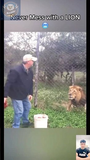 Lion Attacks Man in the Wild – Shocking Real Footage!