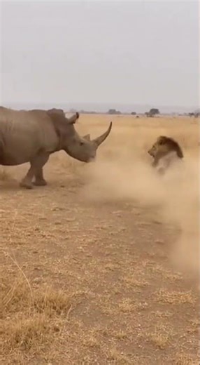 Lion vs Rhino Showdown: Nature's Battle for Survival #wildlife #nature #africa