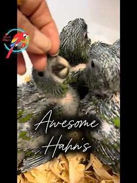 How are Hahn's Macaws the BEST #Macaw?? | #bestbirds #parrot_bliss #parrot #cutebirds #petslife