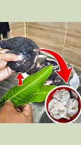The secret method to cleanse the intestines in 2 minutes Using Mango Leaf//#highlights | Rana Craft