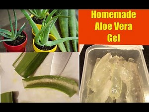 Aloe Vera Plants: Extracting Gel From Aloe Vera Plants At Home! Shirley Bovshow