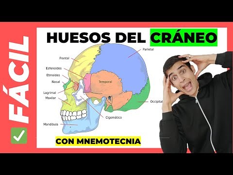 🤯 BONES OF THE SKULL AND HEAD (Easy) Anatomy