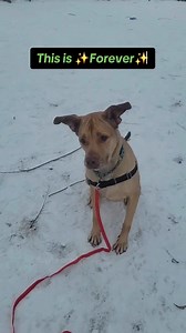 Adoptable Animal Presented by Amazon: Forever Species: Dog Breed: Retriever, labrador and shepherd mix Age: 5 Years 4 Months Sex: Female Forever absolutely loves playing fetch! Her ideal home would have a fenced yard and at least one human who enjoys playing ball with her. While she enjoys walks and sniffing around, she is not a fan of venturing on walks to explore busy city life. She would however, enjoy calm, quiet hikes with humans that love and know her well. Forever thrives with slow introd