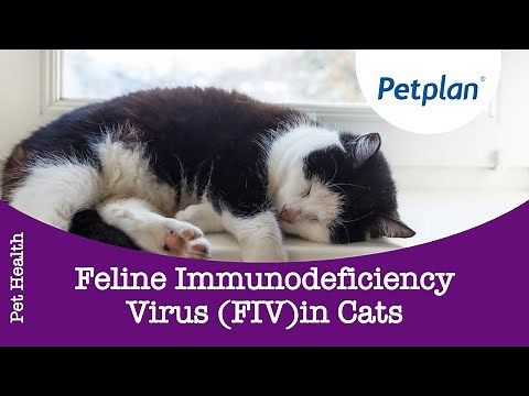 (FIV) Feline Immunodeficiency Virus in Cats - Petplan