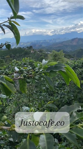 Y tu ya probaste un café con historia? Concordia, Antioquia Link en la bio para pedir el tuyo, que esperas? #cafedeespecialidad #cafedecolombia #fyp #cafedeexportacion #coffeetok #hechoencolombia