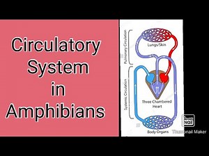 Circulatory System in Amphibians with Basic Concepts / Lecture#9