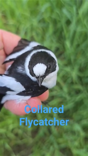 Meet the newest member of Nature Bird Garden! 🌿Unbelievable Beauty: Collared Flycatcher in My Hand!