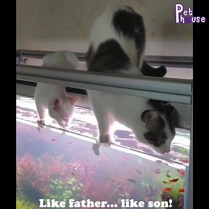 Cats always make us admire 👀🐈 | Amazing Cats