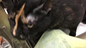 ADOPTED SWEET PEA - ID #A200219 Female / 8 years old Cage # unloading OWNER SURRENDER Intake date: 05/28/19 Sweet Pea’s owner passed away and their family couldn’t take her because she didn’t meld with the family dog. She lived with a one year old child and other cats as well. She is very sweet and comes to the front of the cage wanting attention. She loves to be pet, and is such a sweetheart! ------☆☆☆☆--------☆☆☆☆------ WANT TO FOSTER? The cats featured on this page are available for direct ad