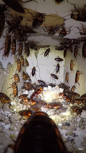 🪳 Cockroach Scene #vairalvideo