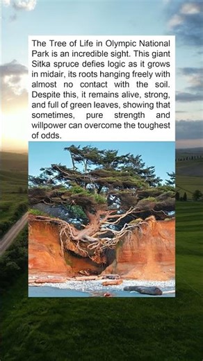 "The Tree That Shows Strength in the Face of Adversity"