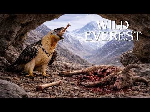 WILD EVEREST | The Most Dangerous Predators of the Mountains