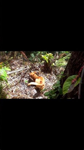 The dog smelled a corpse