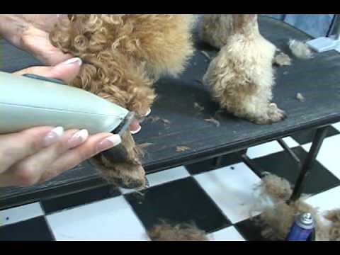 How to groom a poodle. Poodle grooming at www.howtogroom.net