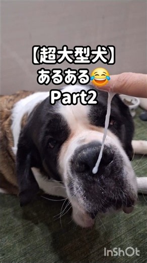[Part 2] Things Only Owners of Giant Dog Breeds Understand #dogs #shorts #SaintBernard