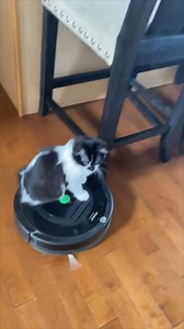 34K views · 1.2K reactions | "This is Louie, he turns on the robot vacuum and rides it around when he’s bored!" We love the troubleshooting he does at the end. | Reddit | Facebook