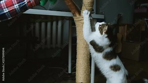 A man plays with a rope with a cat. Cat sharpening its claws on a scratching post