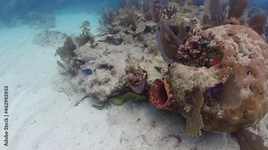 Moray Eel swimming in slow motion under the coral of the Florida Keys