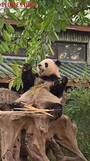 Watch the adorable moment of giant panda Ya Yi eating bamboo at Guangzhou Zoo in Guangdong Province.