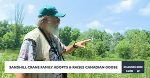 Sandhill cranes adopt Canada Goose in rare wildlife phenomenon