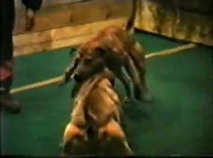 Atila` s GR.CH. Dendy vs. Rico
