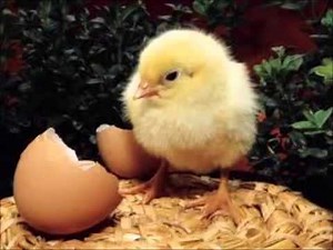El pollito pio con animales reales.mp4