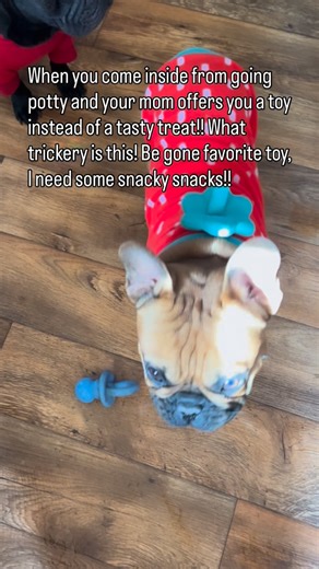 Pudgie & Peanut the French Bulldogs on Instagram: "@pudgie_the_frenchbulldog #wicked #theterror #instagram #instagood #frenchbulldog #instamood #funny"