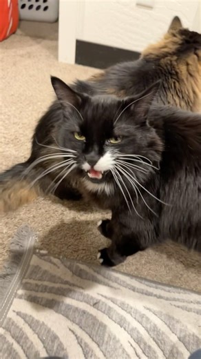 Cute cat says hello with a meow