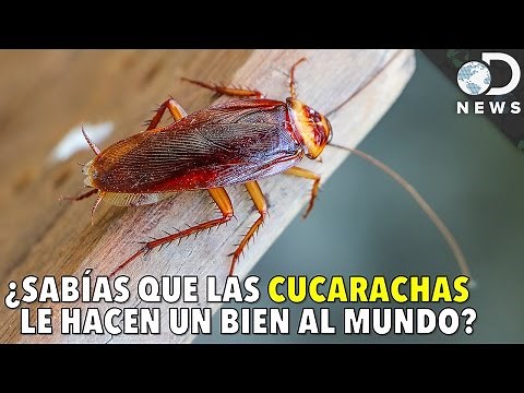 ¿Sabías que las CUCARACHAS le hacen un bien al mundo? | Discovery en Español