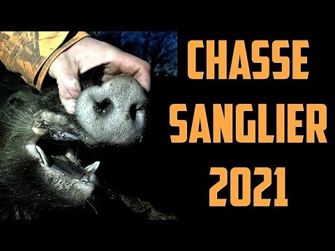 Chasse sanglier 2021