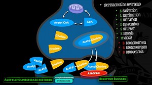 7.6K views · 61 reactions | Cholinergic Toxicity: Know the Signs ⚠️ Whether it's organophosphates, nerve agents, or certain meds—cholinergic poisoning is a can't miss! Recognizing it early is paramount. Here’s your quick-hit mnemonic: SLUDGEM BBB Salivation  Lacrimation Urination  Defecation 濫 GI upset 冷 Emesis ️ Miosis ⚡ Bronchorrhea ️ Bronchospasm 變 B Bradycardia Treatment? Think Atropine + 2️⃣-PAM. | FOAMfrat | Facebook