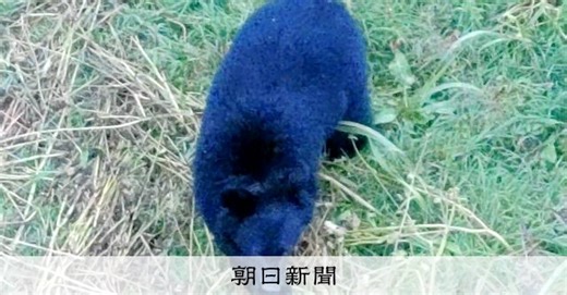 600万円ドローン、千人の村が買ったわけ　隠れたクマも逃さぬ性能