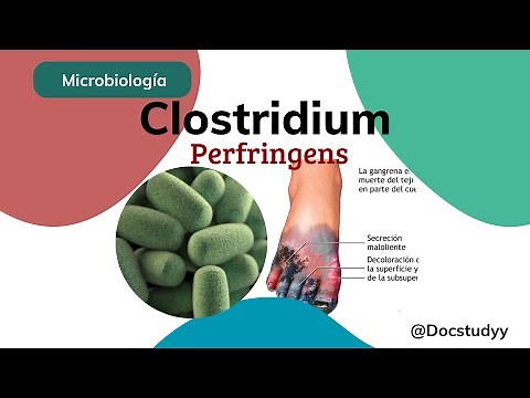 Clostridium Perfringens, Patogenia, Enfermedades, Estructura | Microbiología Médica