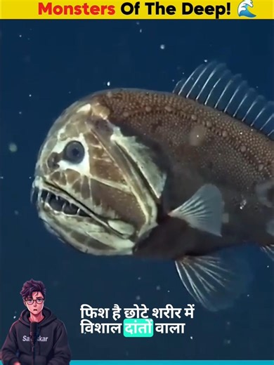 Top 3 Deep Ocean Creatures Scarier Than Monsters