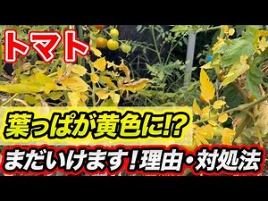 [Tomatoes] You can do something about it! Are your leaves turning yellow? Causes and solutions