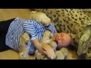 The cutest video: Pug pups ATTACK man with love:)