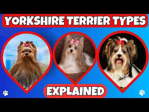 Not All Yorkies Are The Same | Here's Why