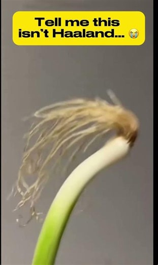 This Green Onion Looks Exactly Like Haaland 😂🌱