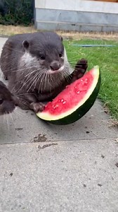 1.3K views · 55 reactions | Otter’s juicy watermelon snack 簾 | Animal Stories | Facebook