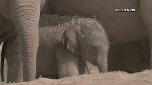 387K views · 3.4K reactions | This newborn elephant already loves to roll around in the mud! | Today Show | Facebook