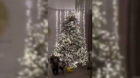 Cluster Twinkle Lights for Christmas Tree, Copper Wire Firecracker String, Atmosphere Lighting, Cascading LED for Tree (Warm, 19.68ft-200 Lights-Battery Box)