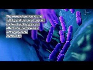 Environmental gradients structure benthic microbial communities in the Baltic Sea