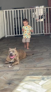 American Bully Puppies For Sale