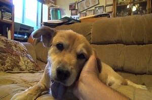 A dog gets rescued because of Google Maps.