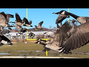 Flocking To The Puddle, Hundreds Of Canada Geese All On The Field.