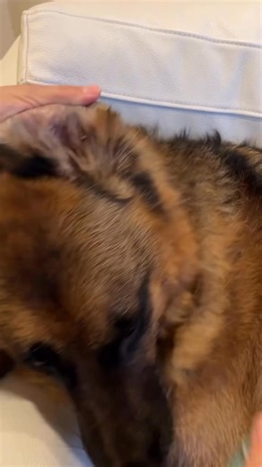 Cleaning nala ears 👂 | NALA & BEAR