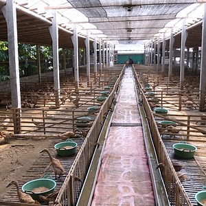 3.5M views · 48K reactions | Atas Bebek Bawah Ikan Lele | Agrotek | Facebook