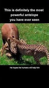 This is the most powerful antelope you have ever seen #rescue #animals #wildlife